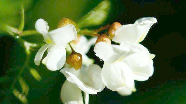 梅槐花