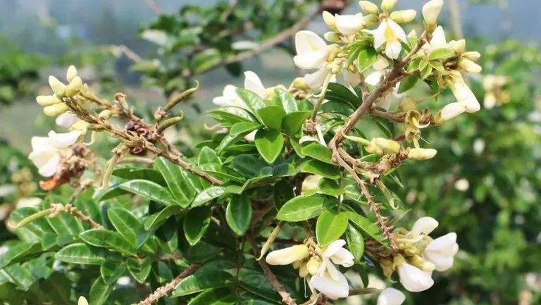 牛大力花
