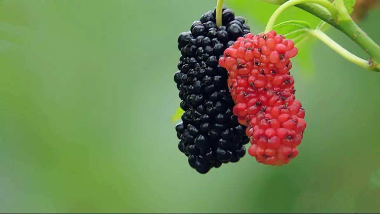 桑椹