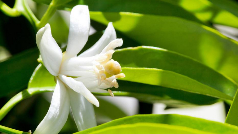 苦橙花