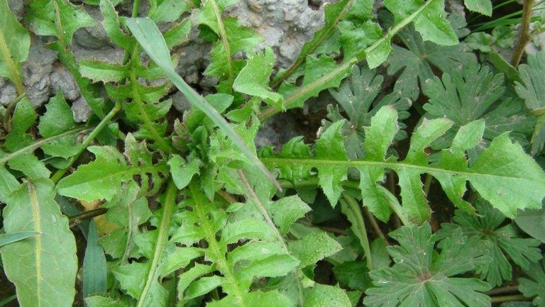 野生荠菜