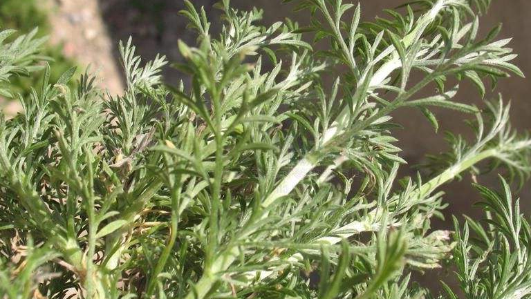 茵陈草