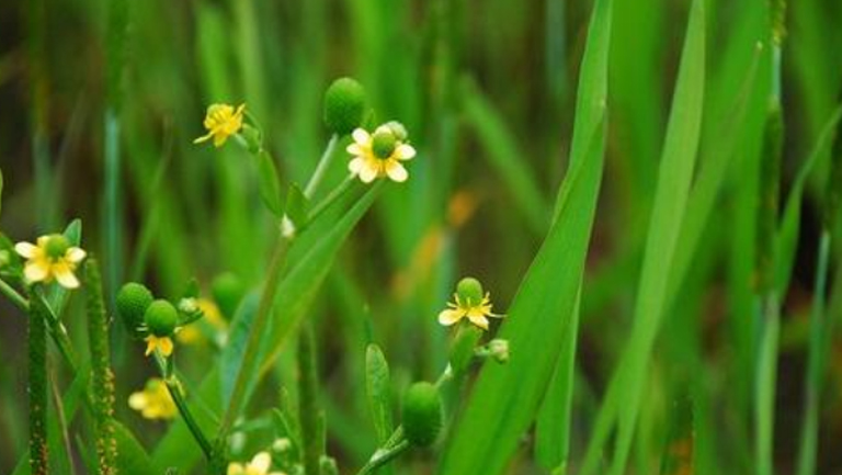 石龙芮