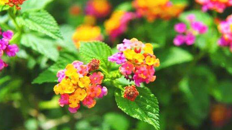 狗屎花