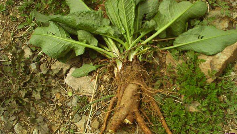 野菠菜根