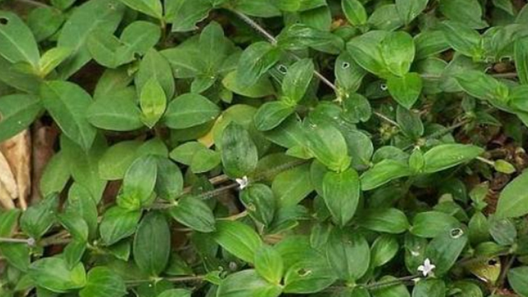 金毛耳草