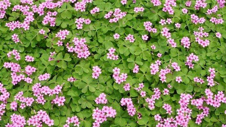 红花草