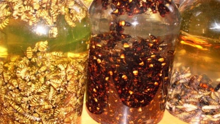 黄蜂泡酒