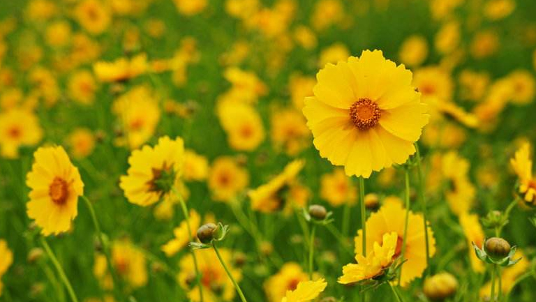 小野菊花