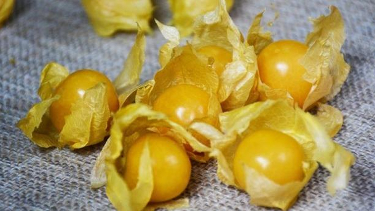菇茑果
