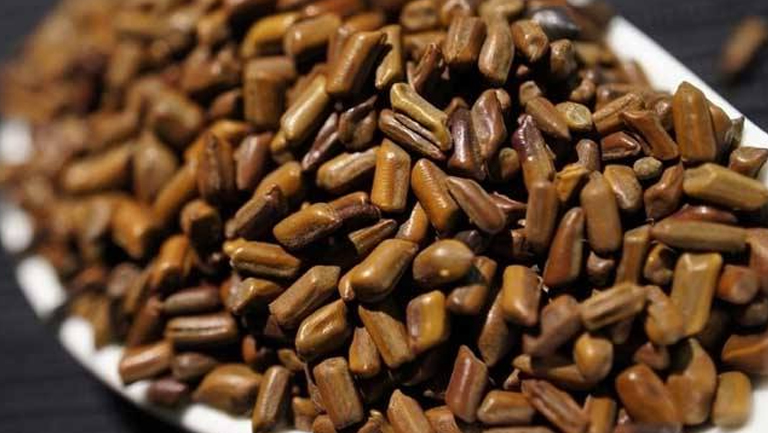 生决明子