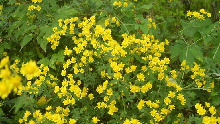 野黄菊花