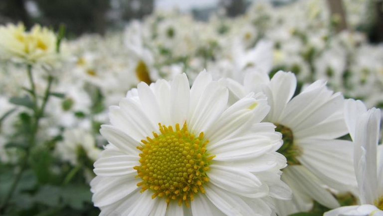 白菊