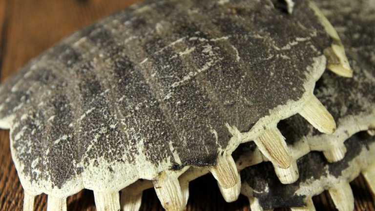 甲鱼壳