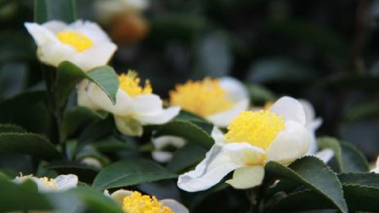 茶树花