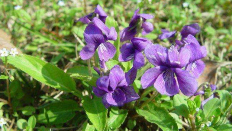 紫花苦菜