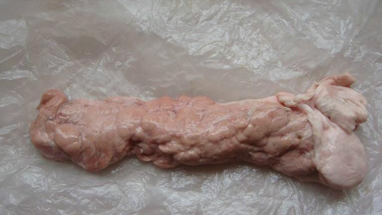 猪胰腺