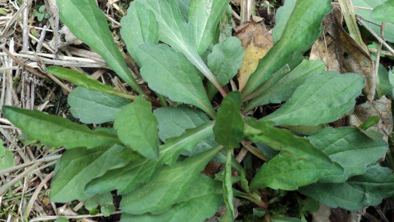 野生苦菜
