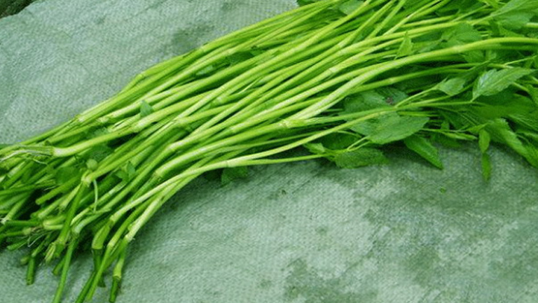 野生水芹菜