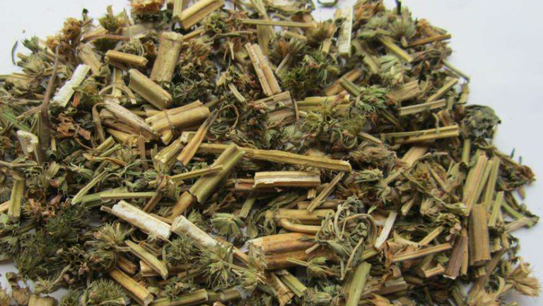 干益母草