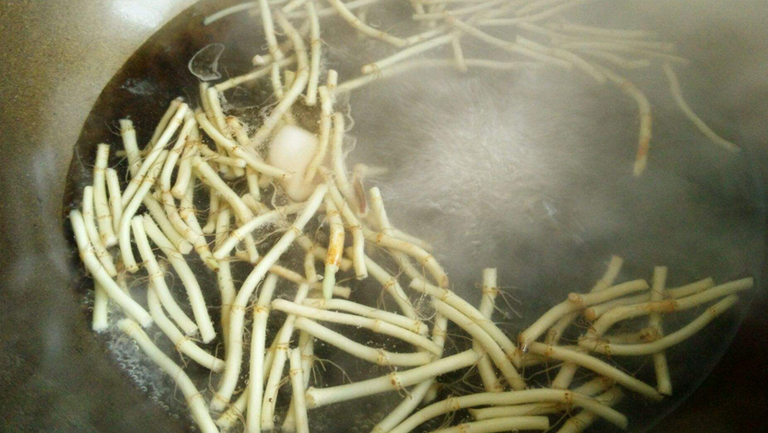 鱼腥草煮水