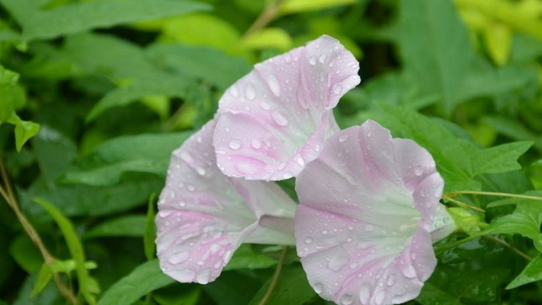 打碗花