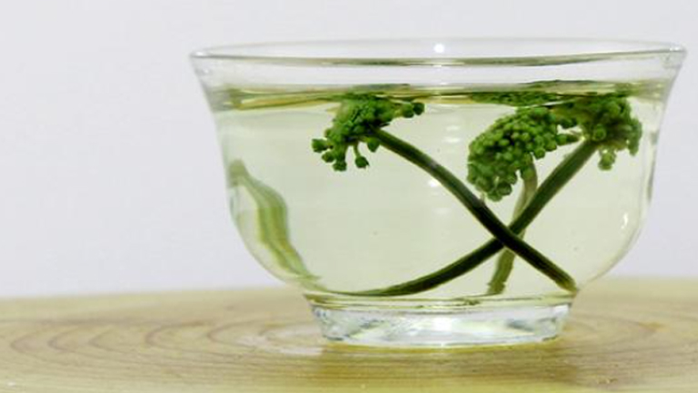 三七茶