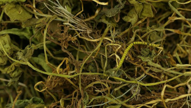 蛇须草