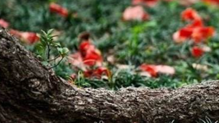木棉花根