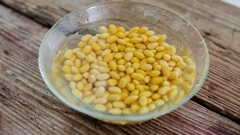 黄豆煮水