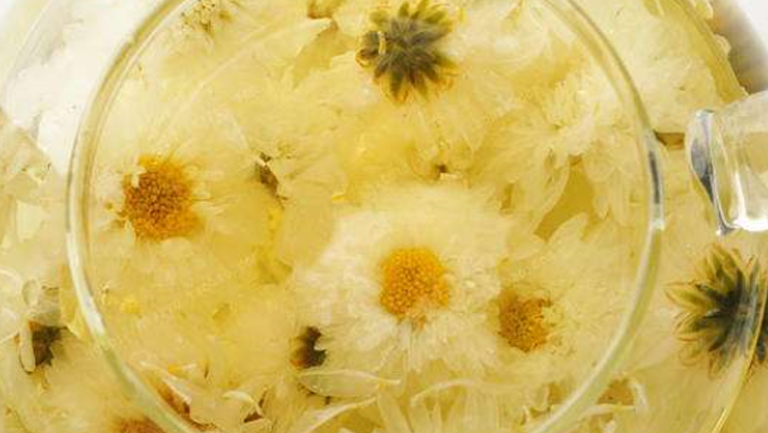 贡菊花茶