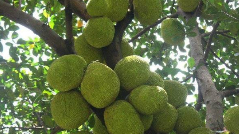 树菠萝