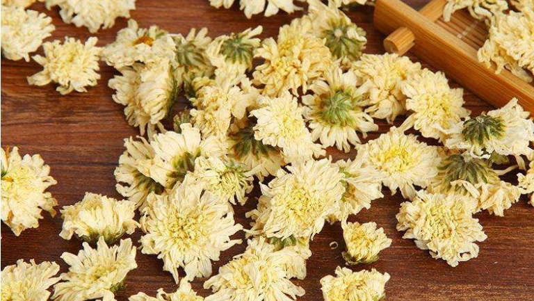 黄山菊花