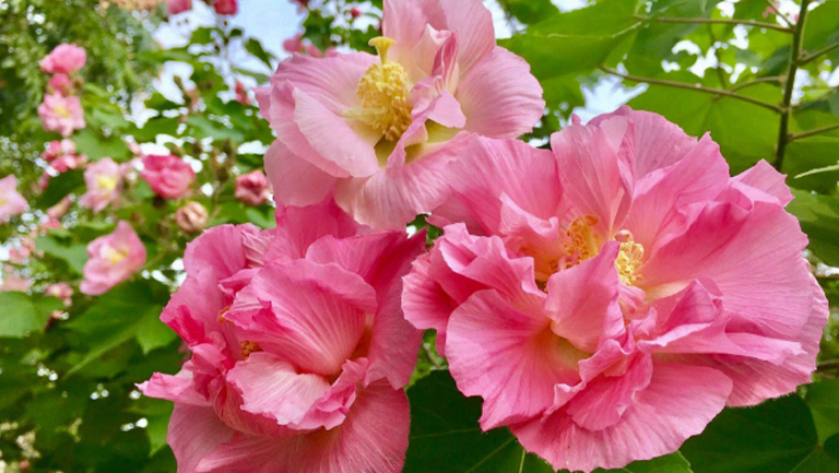 木芙蓉