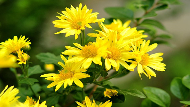 野生黄菊花