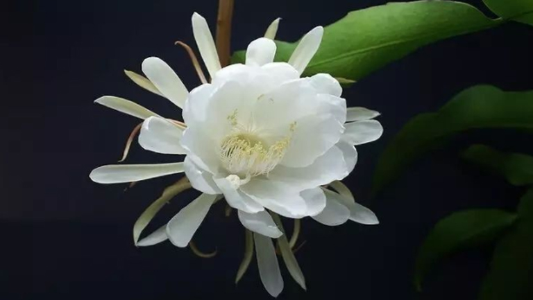 昙花泡酒
