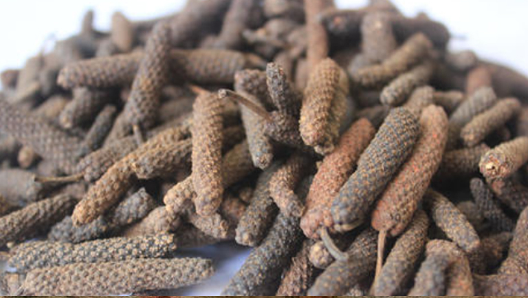中药荜拨