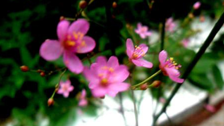 栌兰