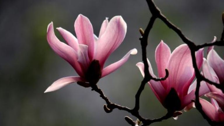 玉兰花