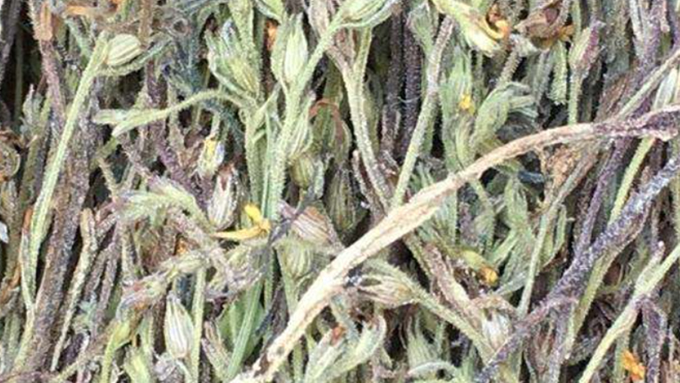 疳积草