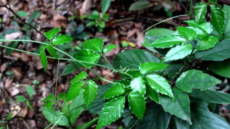 金丝吊葫芦