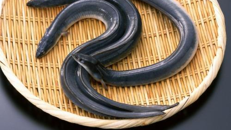 鳗鱼