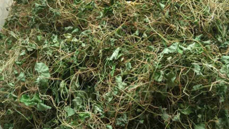 小叶金钱草