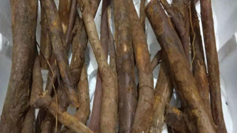红豆杉根