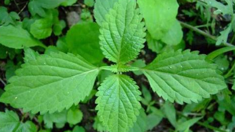 香茶菜
