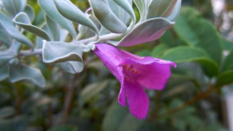 玉芙蓉
