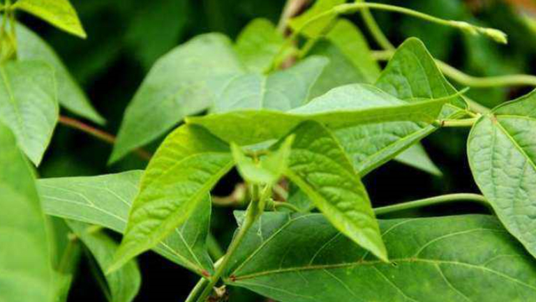 燕尾草