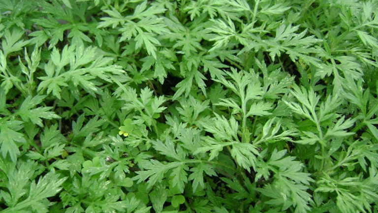 新鲜艾草