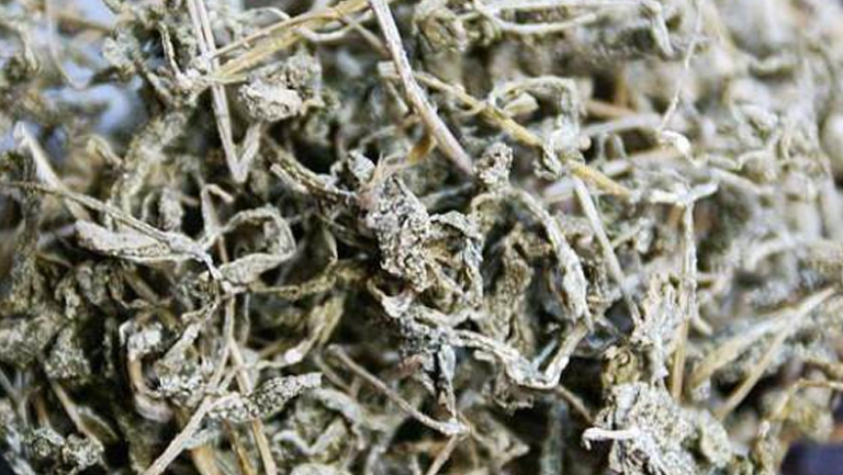 溪黄草茶