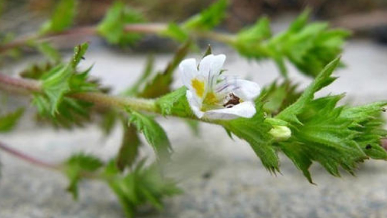 小米草